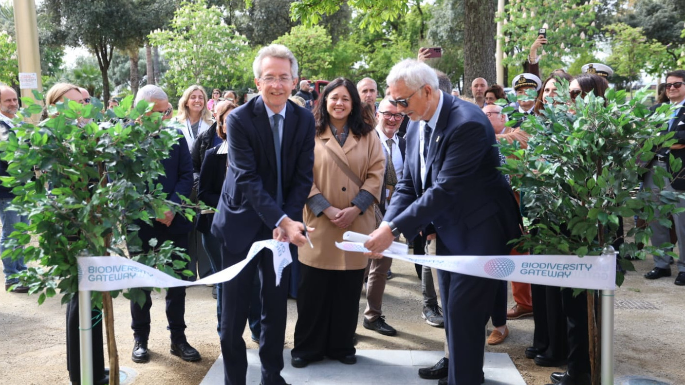 strillo2-BiodiversityGateway Immagine di strillo2-BiodiversityGateway